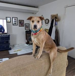 Meet your Posher, Renee